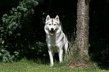 SIBERIAN HUSKY 978